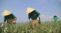 宛“艾”將熟！一株野草長成南陽百億產(chǎn)業(yè)帶 | 極刻