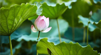 【三伏天養(yǎng)生】三伏天養(yǎng)生有六大禁忌，你知道嗎？記得分享給家人知道！