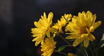 【養(yǎng)生知識】入秋菊花藥膳，美味營養(yǎng)、養(yǎng)生保??！