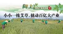 【行業(yè)資訊】向上，特色產(chǎn)業(yè)看河南：南陽(yáng)艾區(qū)域品牌正在叫響！