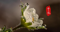 【二十四節(jié)氣灸】雨水節(jié)氣，扶陽(yáng)、祛濕、調(diào)氣血，才是養(yǎng)生重點(diǎn)！艾灸，橫掃濕寒！