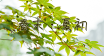 【艾灸養(yǎng)生】春末夏初：上熱下寒癥狀，補(bǔ)不如疏通淤堵，試試艾灸吧！