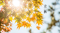 【節(jié)氣飲食】立秋將至，吃最合適的飲食，平穩(wěn)度過(guò)季節(jié)交替！